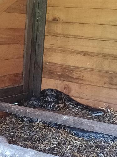 snake in coop2