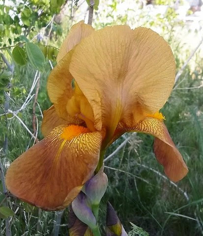 the yard_5_13 002 [640x480]