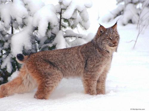 Red Lynx in snow
