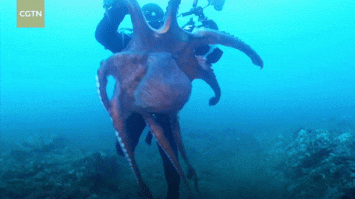 Kraken_Camera_ezgif-1-69de35047c28_compressed