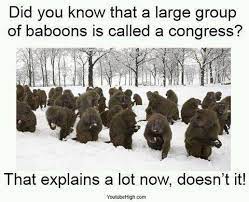 Large group of APes is a CONGRESS