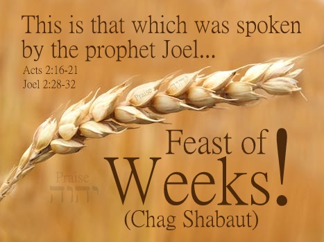 wheat-wheat-field-cereals-field-158603