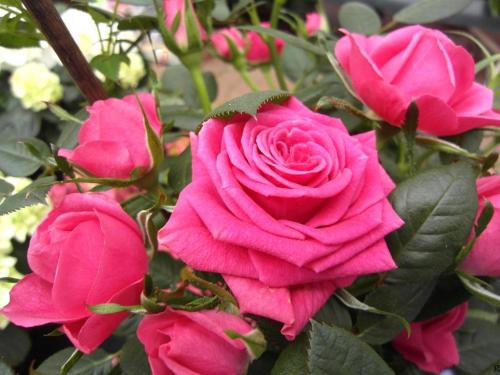 77039582_105748370892683_5744417723589328896_n