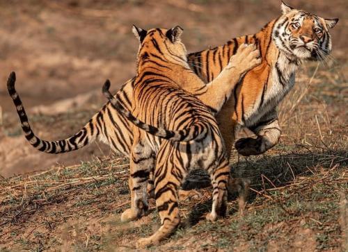 tumblr_4dff8bd6e4b32d7676a34a518ff9e77c_97d65dd7_1280