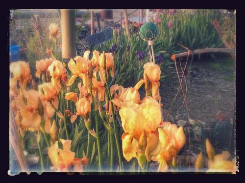 Mothers_day_sunrise 066-EFFECTS