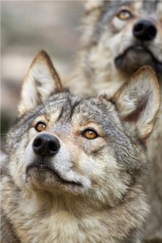 529f9c93398972e518e38cb7ee85edf8