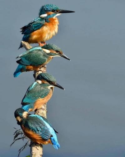 193761086_341037494066597_1862943053789765674_n