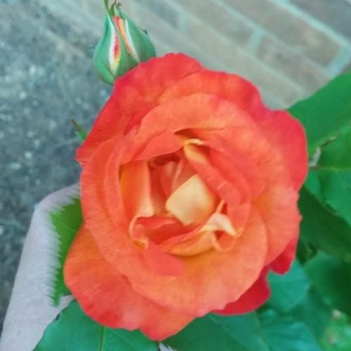 IMG_20210509_140230_373