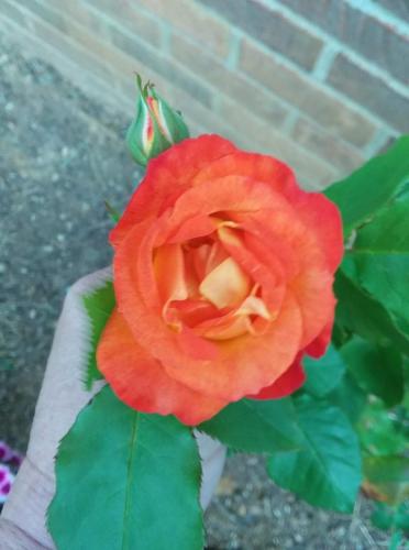 FB_IMG_1620584072404