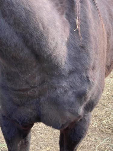 Peone Foal Cassie & Christopher sutured up for Scotty