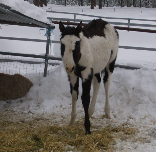 Blessing baby rescue in corral