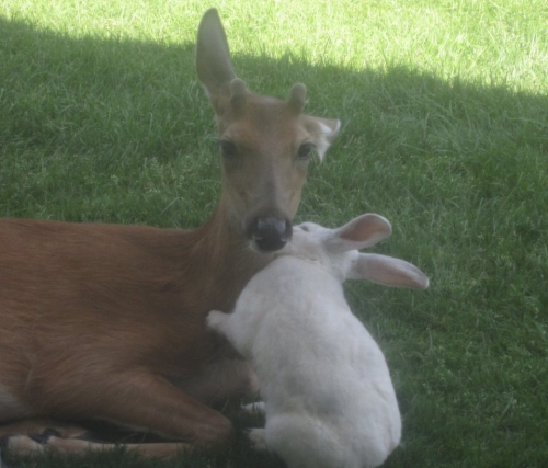 Bart & white bun3 bunny kisses