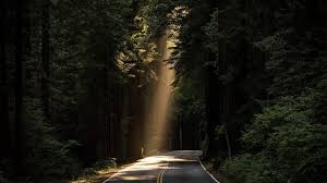 God's grace lights my path
