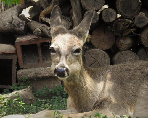 funny face deer