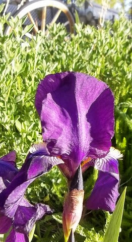 the yard_5_13 001 [640x480]