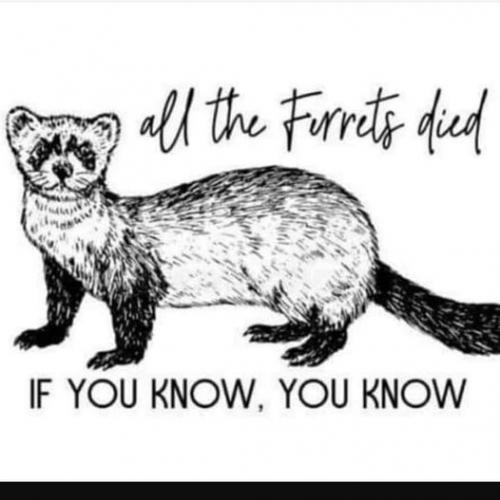 All_The_Ferrets_Died