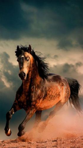 tumblr_50fba72c8eee8856115599116d96078a_584d8729_640