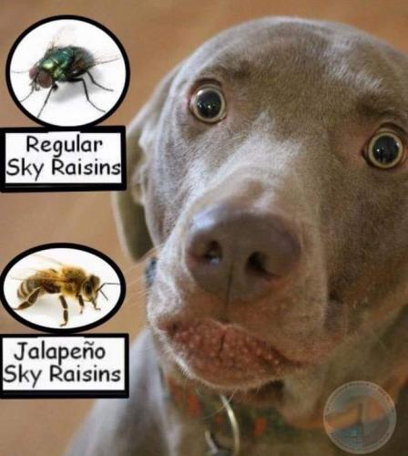 sky raisins
