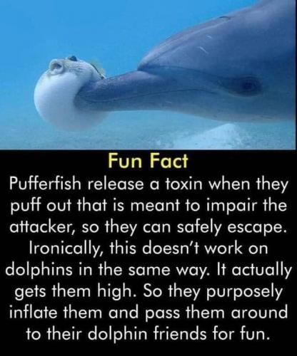 dolphins