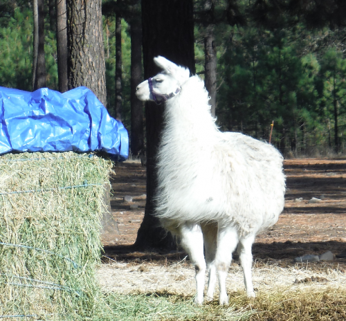 10-2017 Noodle with hay2