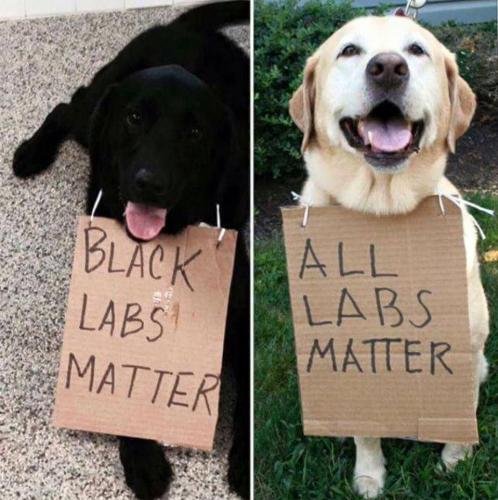 Labs