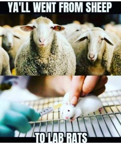 sheeple35