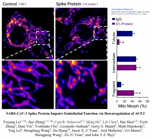 Synthetic Spike Protein Causes Mitochondrial Fragmentation Resulting
