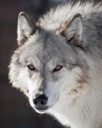 c50b6008ce627896ba982dec102533a7