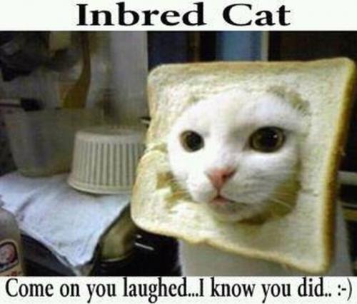 Inbread Cat