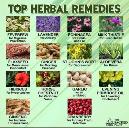 Top_Herbal_Remedies