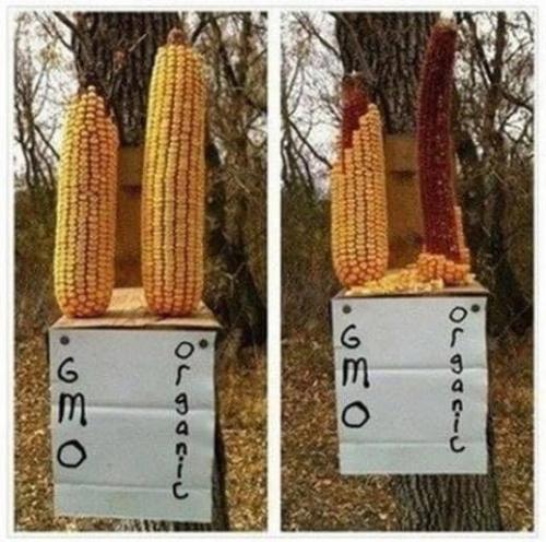 Organic_vs_GMO_Corn