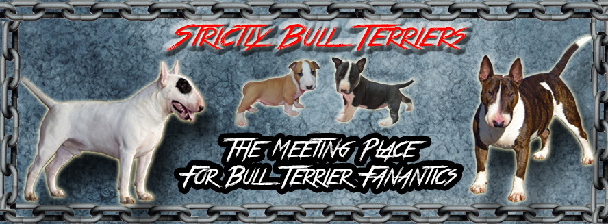 Strictly Bull Terriers Group Page 4