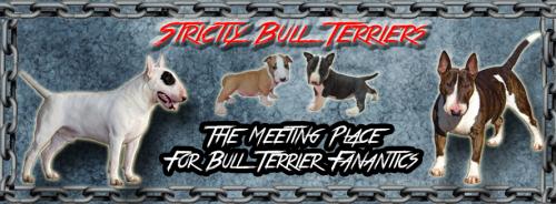 Strictly Bull Terriers Group Page 4