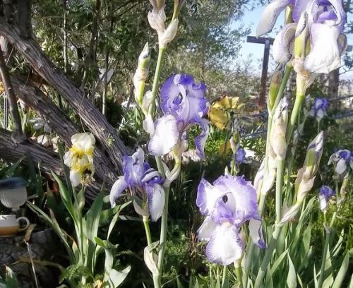 the yard_5_13 010 [640x480]