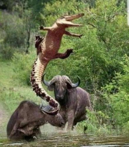 tumblr_a487e19a7939e121a67a7d0ec76e0de2_50374e12_500