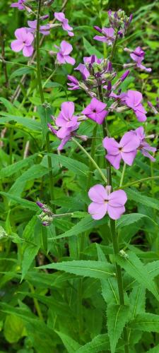 13:46:35 GMT-0500 (CDT)