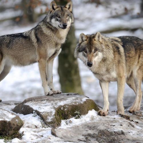 192693950_330196995341000_2553280117225863550_n