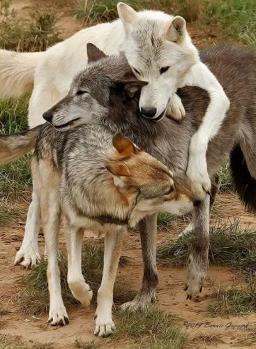 485bd2bf7b9d7fe8e70af245bc470ac7