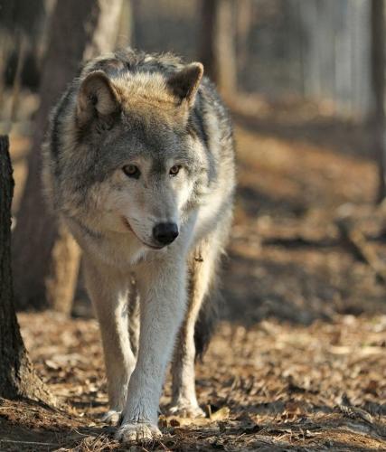 10:17:13 GMT-0500 (CDT)