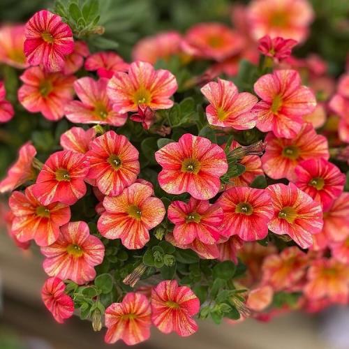 all_beauty_flowers-___COX5kPLM7Er___-