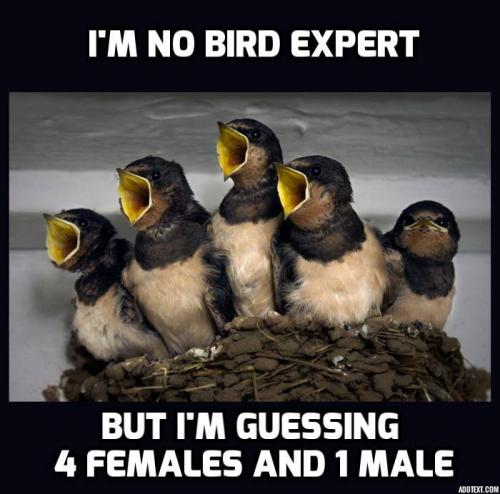 birds yapping tweet 12936482_613077332184452_4829920435047554446_n females male feminism gabbing