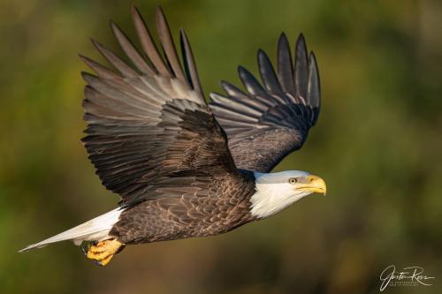American Bald Eagle 3