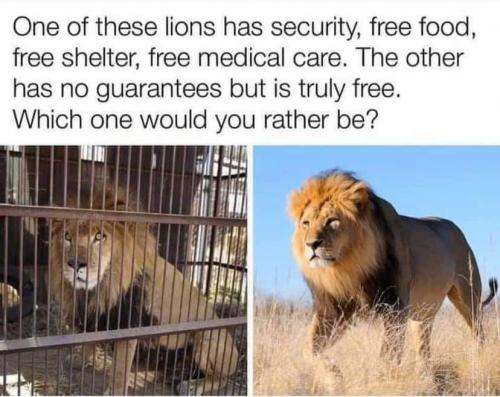 Meme One of these 2 lions has free medical care, etc. The other has freedom. Which would you rather be...