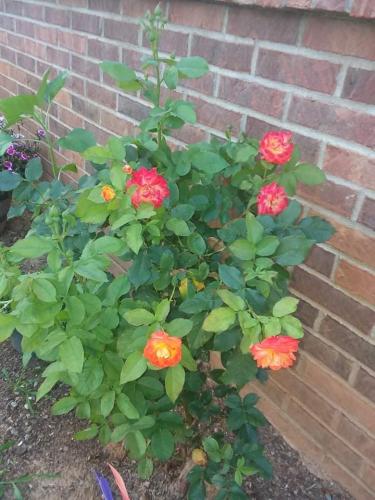 received_182014280527295