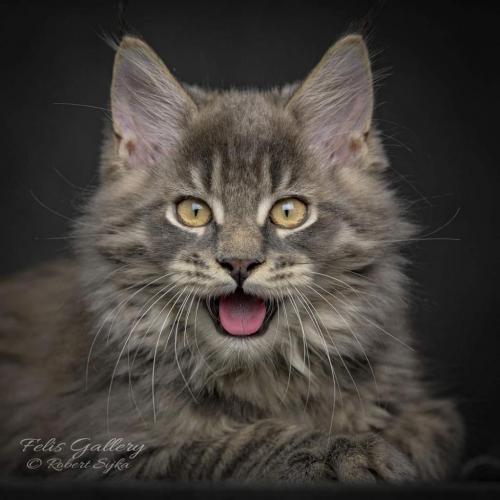 21:21:33 GMT-0500 (CDT)