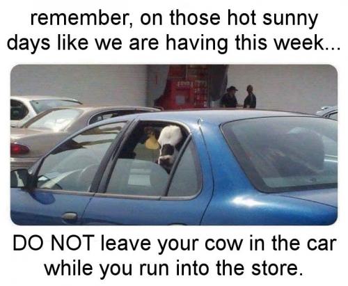 do not leave your cow in the car