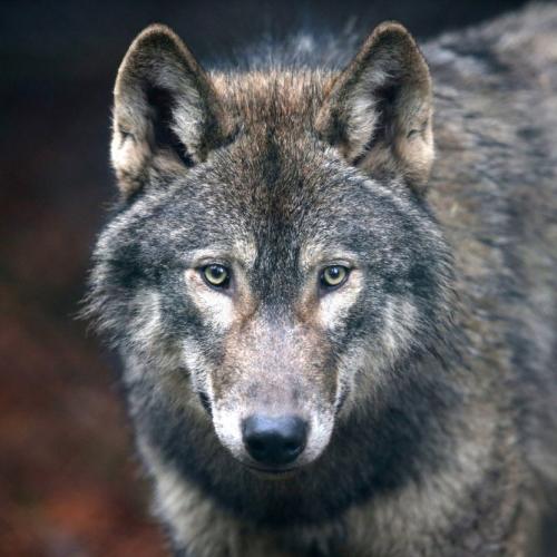 192206762_330203962006970_4152331863147671508_n