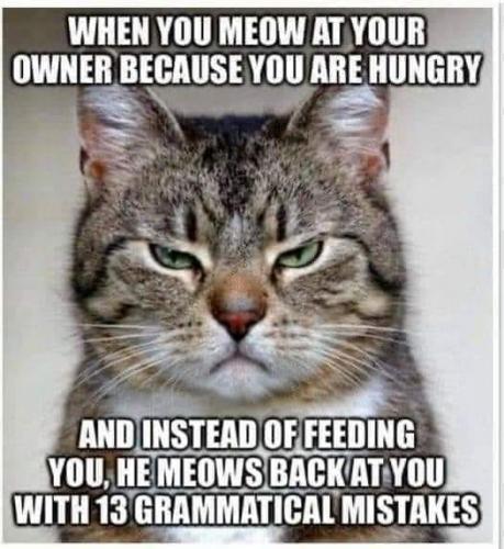 Meme Disgruntled cat. When u meow at ur owner cuz u r hungry and he meows back w 13 grammatical mistakes.  190500004_881008902629123_4353594224851124458_n