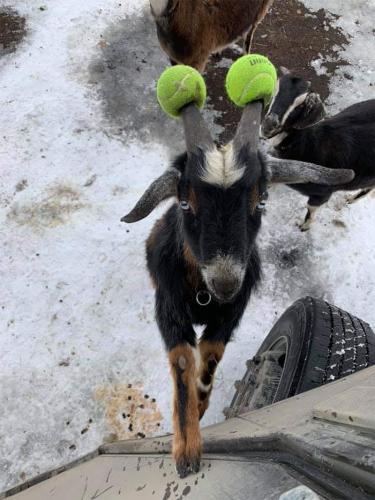 Meme Goat with 2 softballs on it's horns so it won't hurt anyone and doesn't need to be dehorned.  Its a win win.