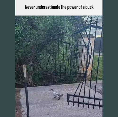 Never Underestimate the Power of a Duck